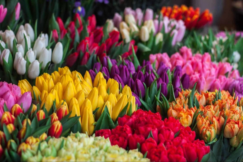 Join the Fun Tulip Time Festival Announces Expanded Activities image 1