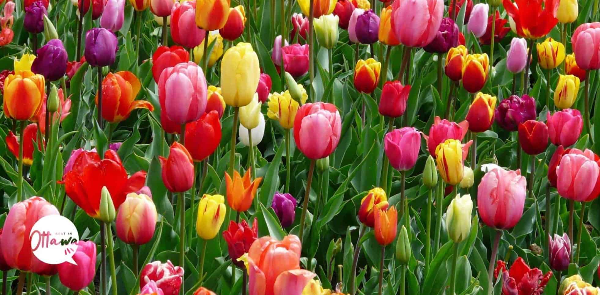 Join the Fun Tulip Time Festival Announces Expanded Activities
