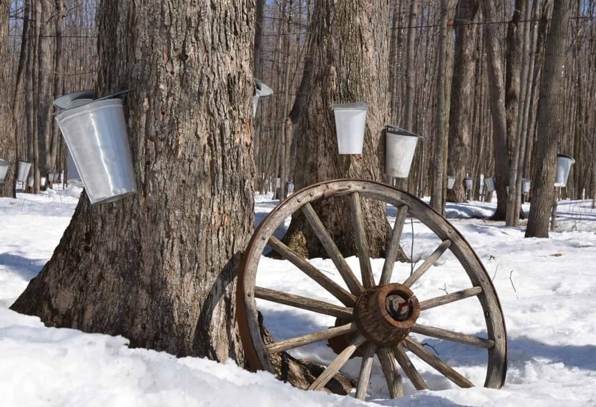 Savor the Sweetness of Maple Syrup Season in Eastern Ontario This April 1-2 image 3