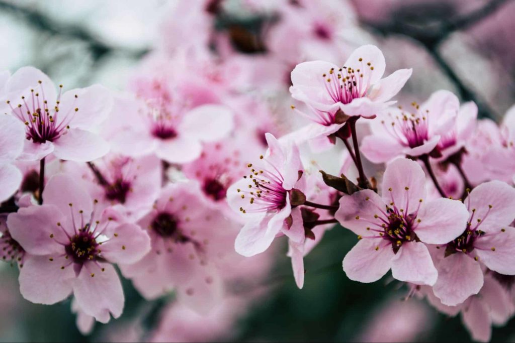High Park’s Cherry Blossoms