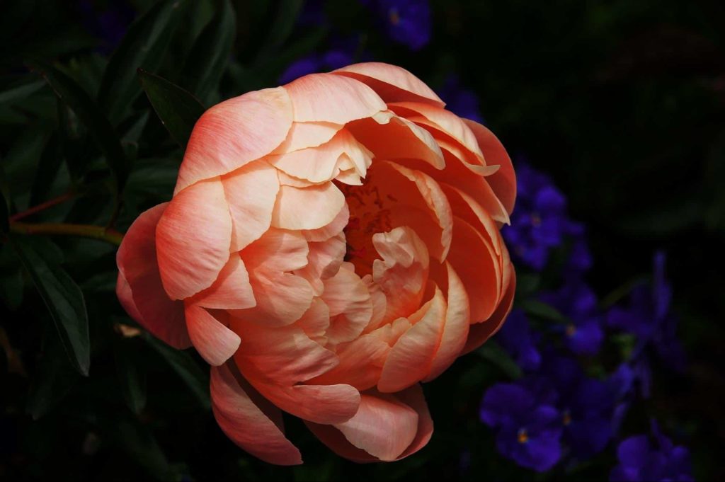 Oshawa Peony Festival