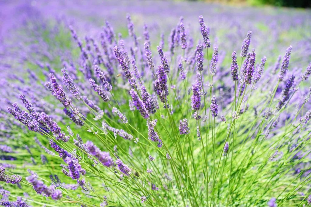 Warkworth Lilac Festival