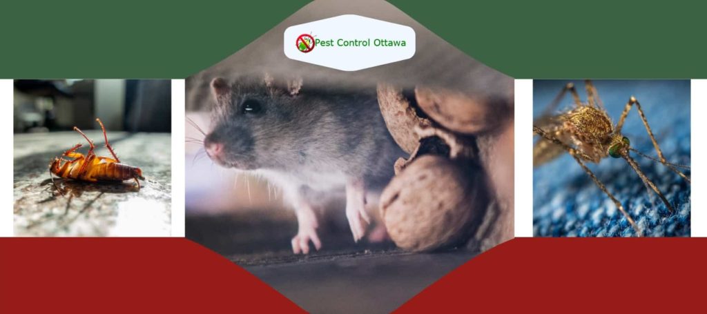Pest Control Ottawa ON