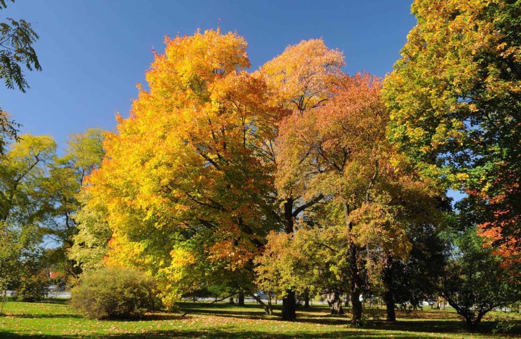 Autumn in the Arboretum