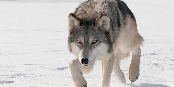 Canines