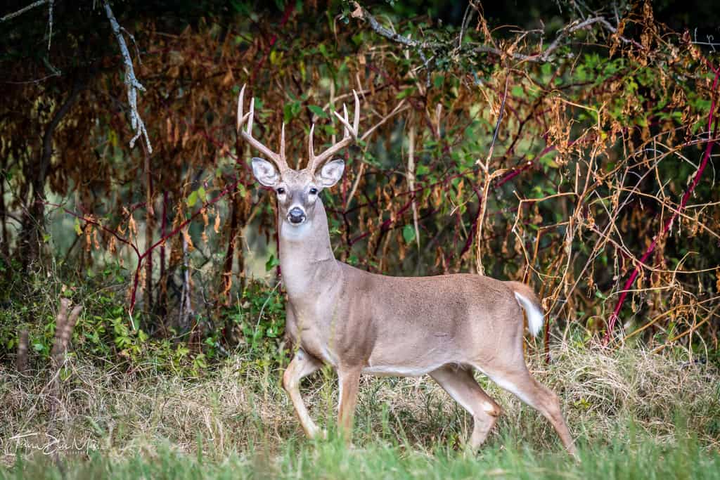 Deer