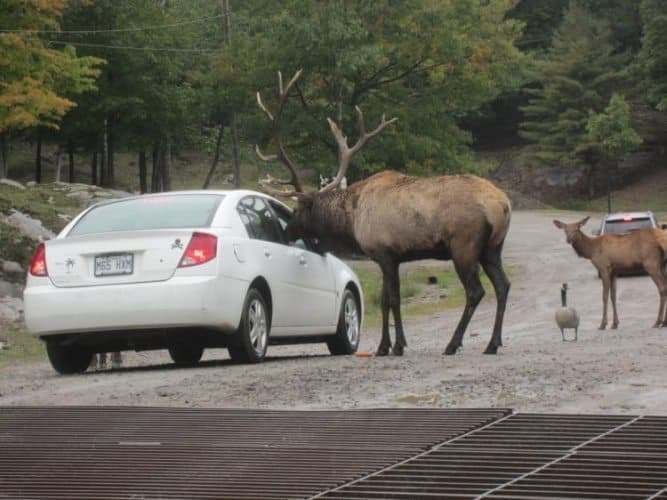 Drive through the Parc Omega Safari Trail