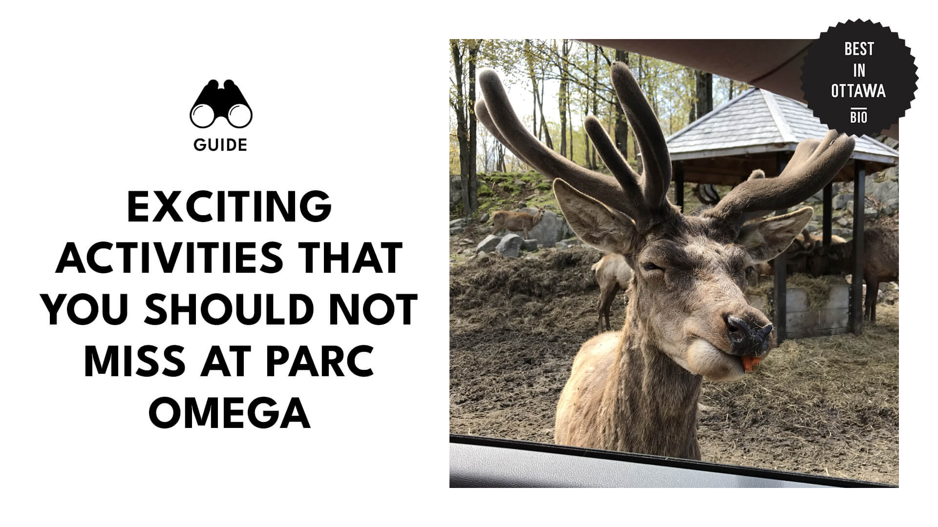 Exciting Activities That You Should Not Moss At Parc Omega
