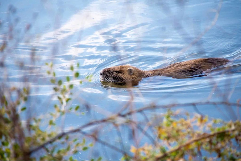 Go beaver-watching