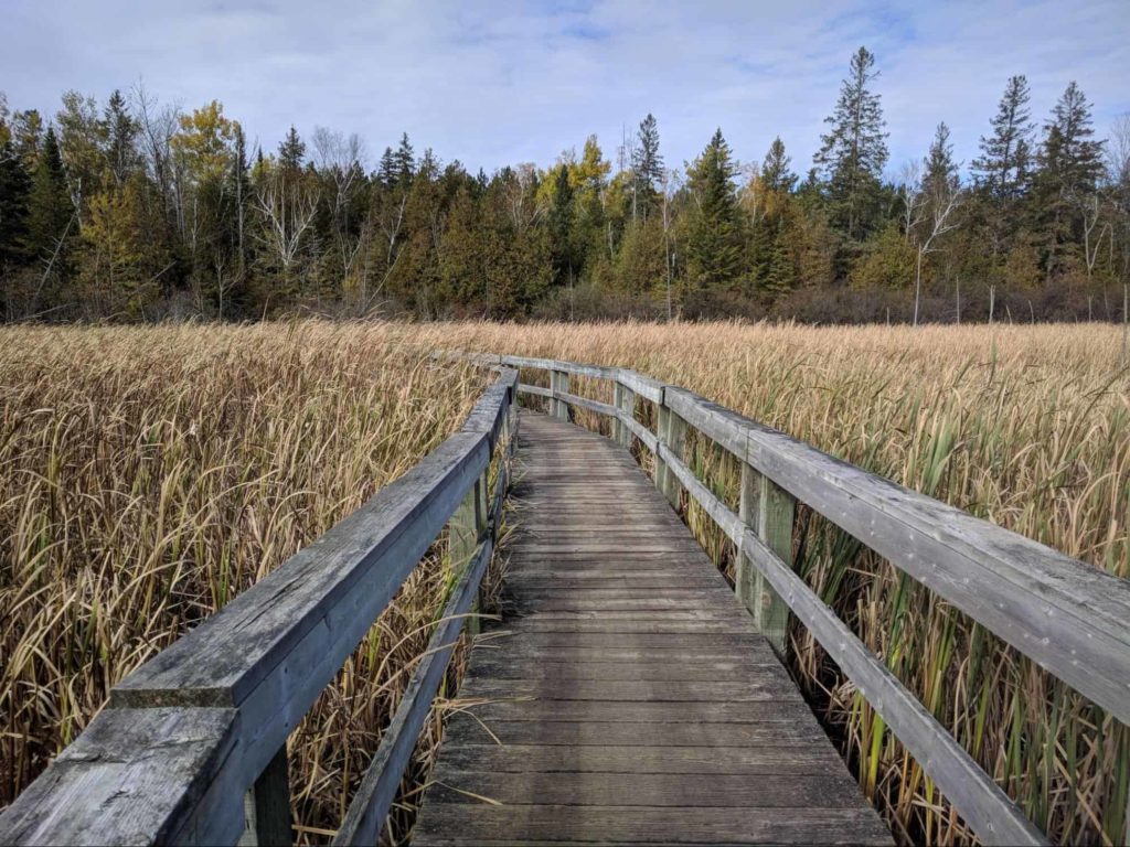 Jack Pine Trail