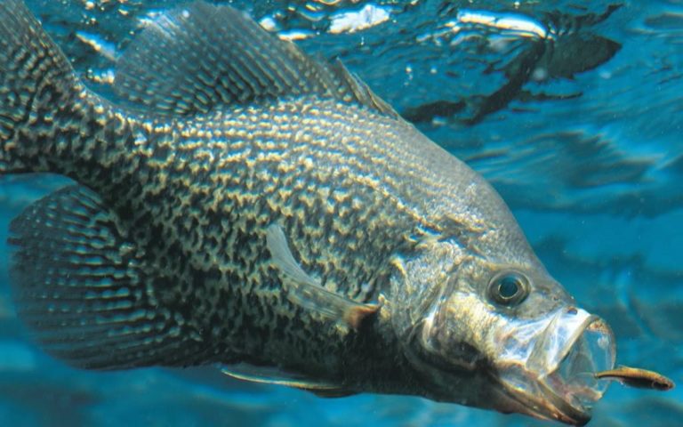 10 Best Fishing Spots in Ottawa [REVEALED] [2026 ]