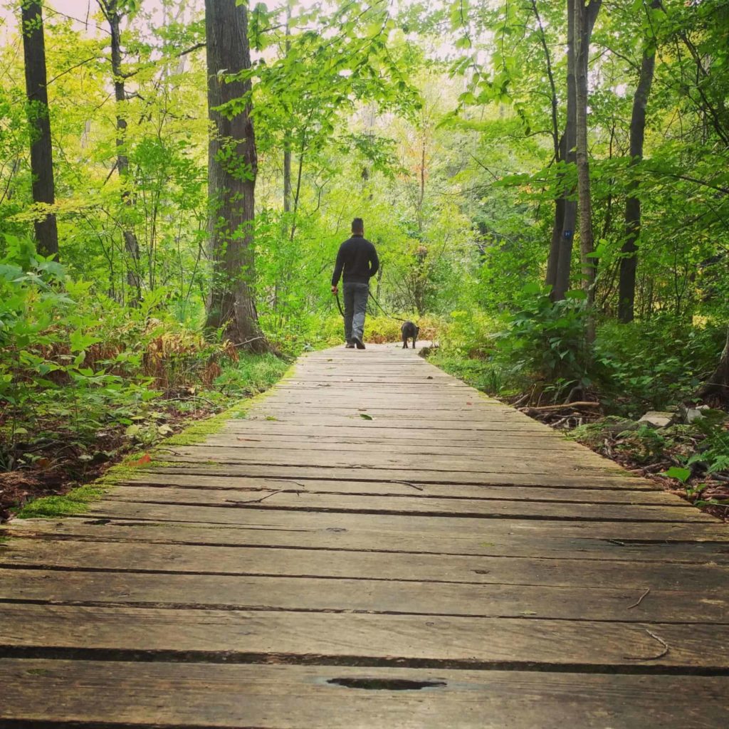 Pinhey Forest
