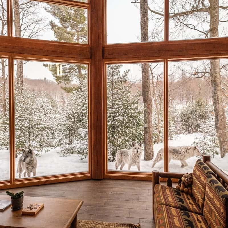 Sleep near the wolves in Parc Omega’s wolf cabins