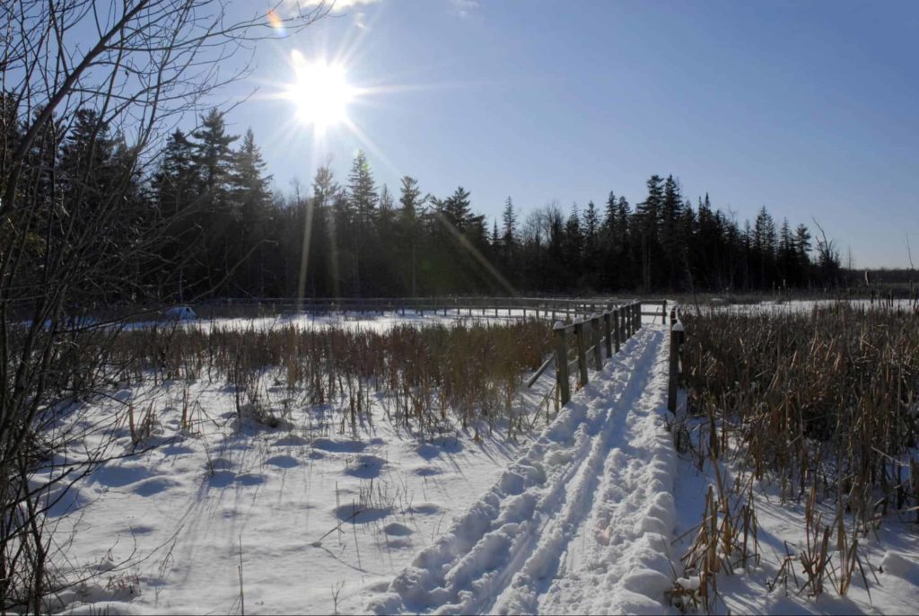Stony Swamp