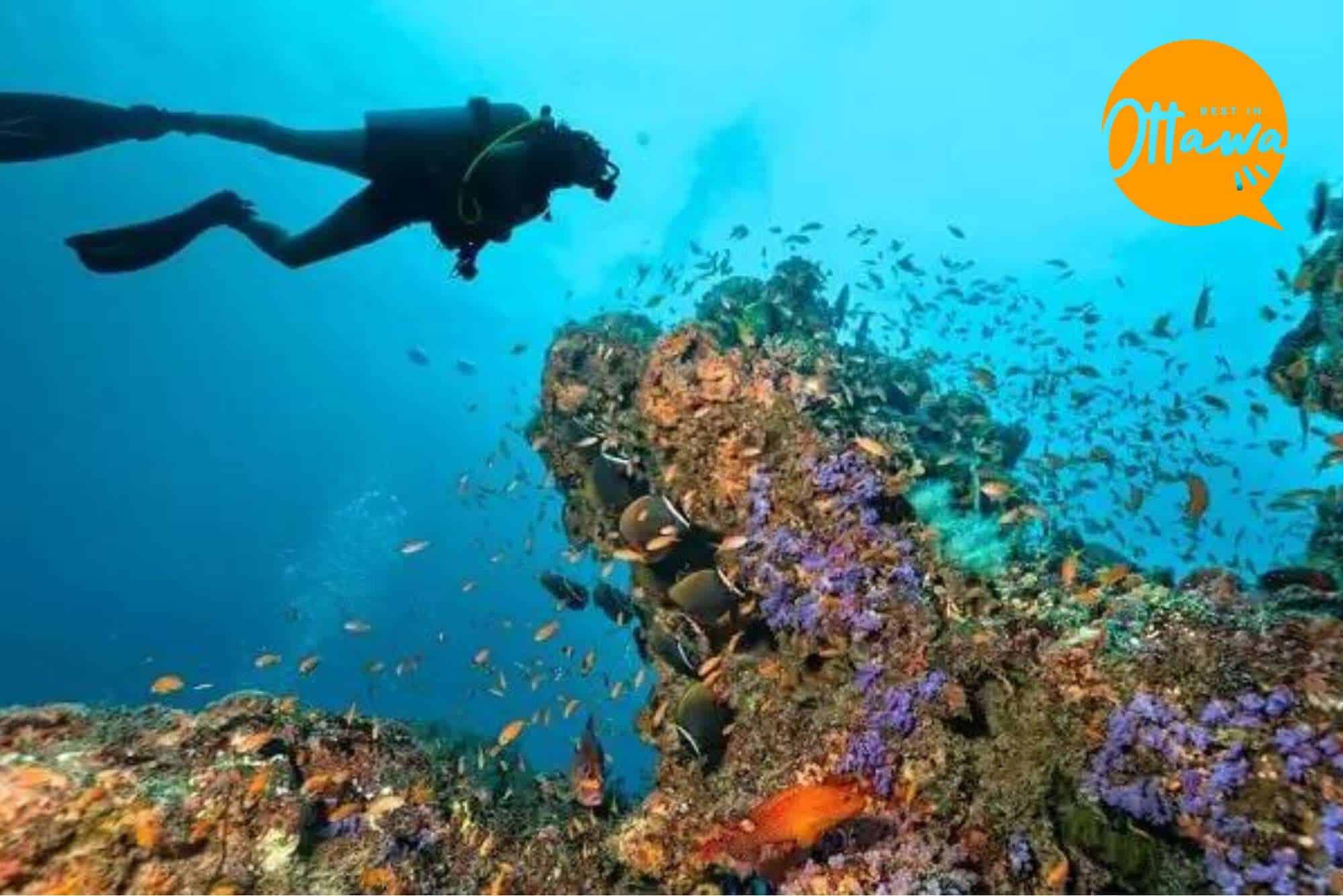 Uncovering the Beautiful World of Scuba Diving in Ottawa
