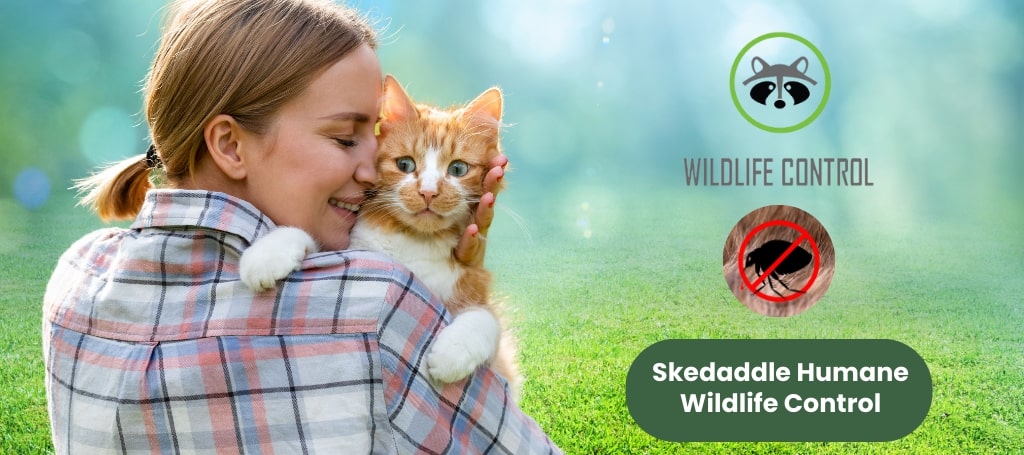 Skedaddle Humane Wildlife Control