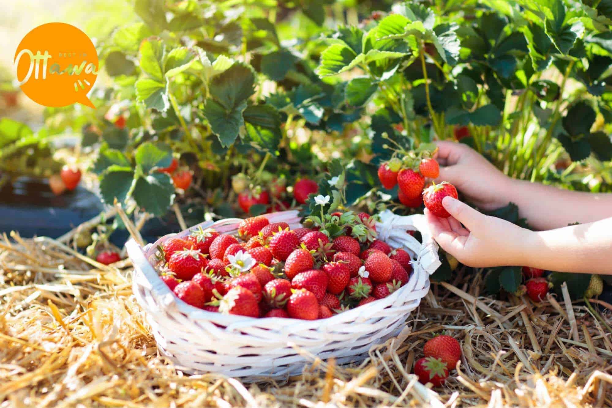 8 of the Most Exciting and Immersive Strawberry Picking Locations in Ottawa