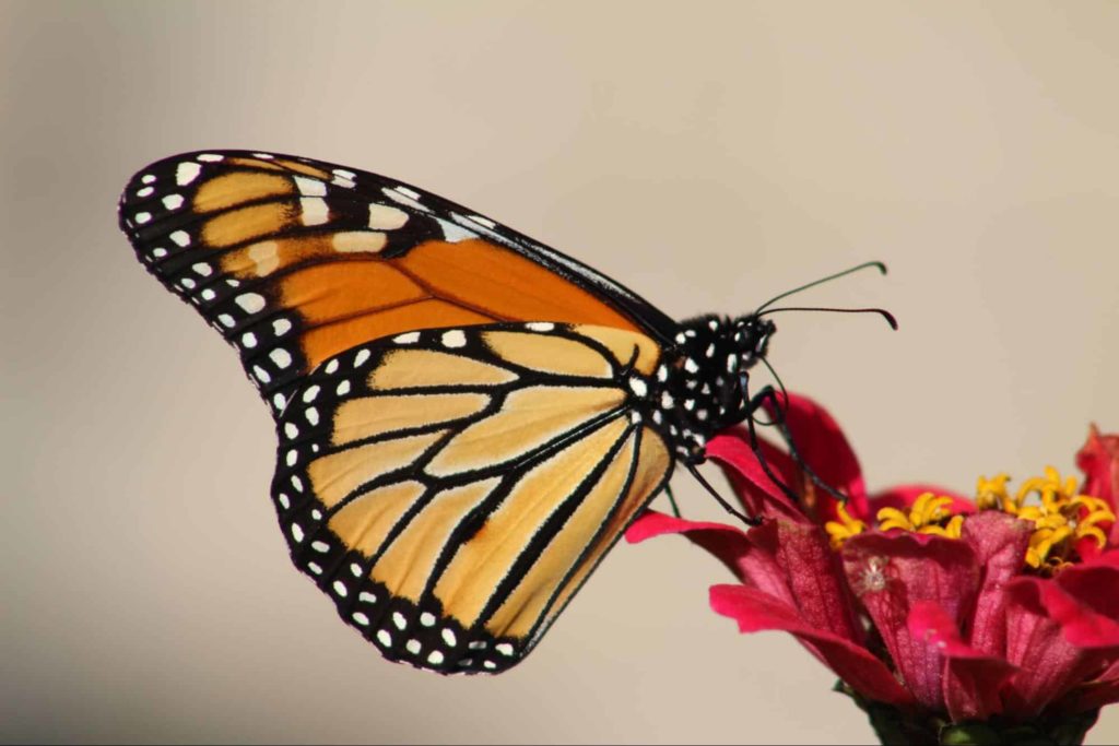 Biology Butterfly Show