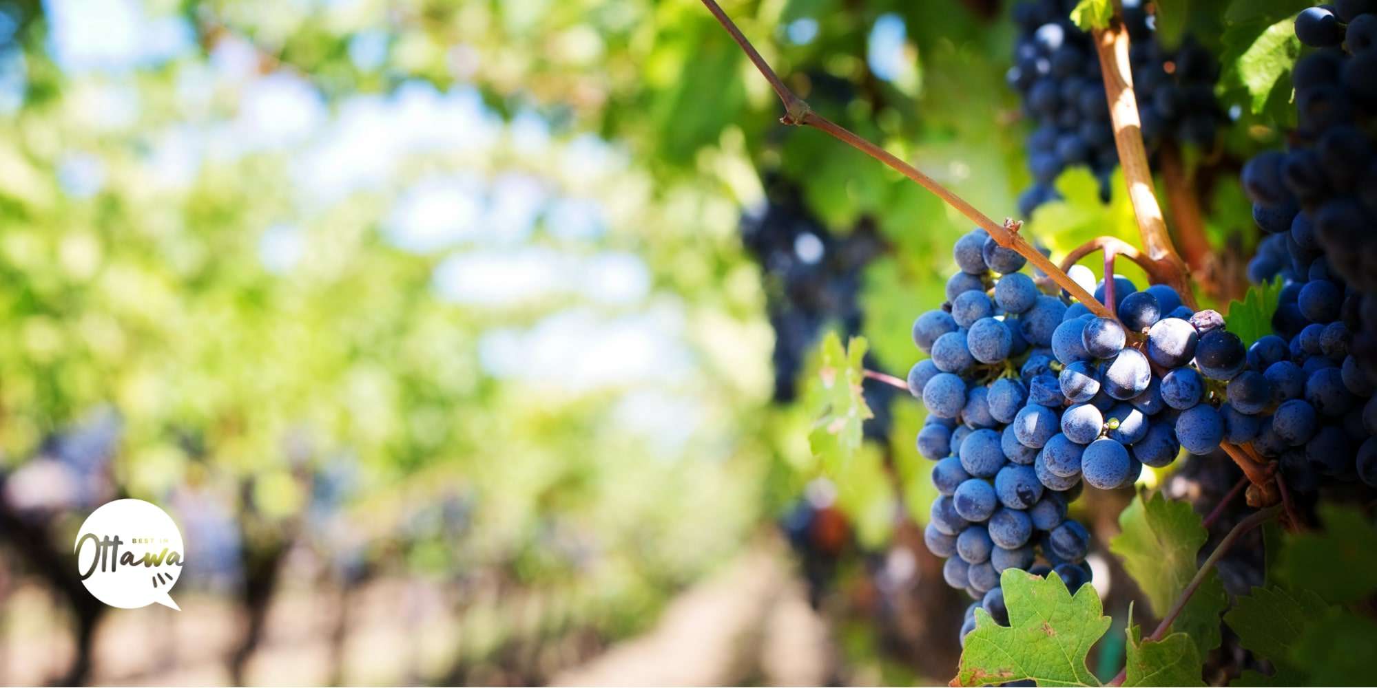 Raise a Glass to Ottawa’s 11 Top Wineries and Vineyards