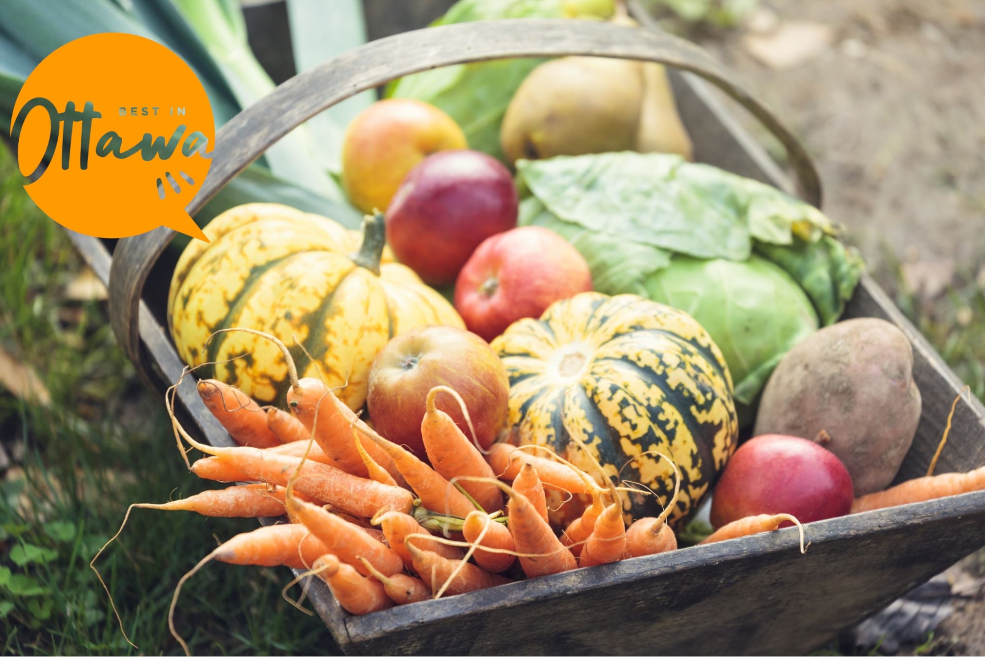 Visiting Guide for Ottawa’s Pumpkin Patches and Apple Orchards during the Fall Season