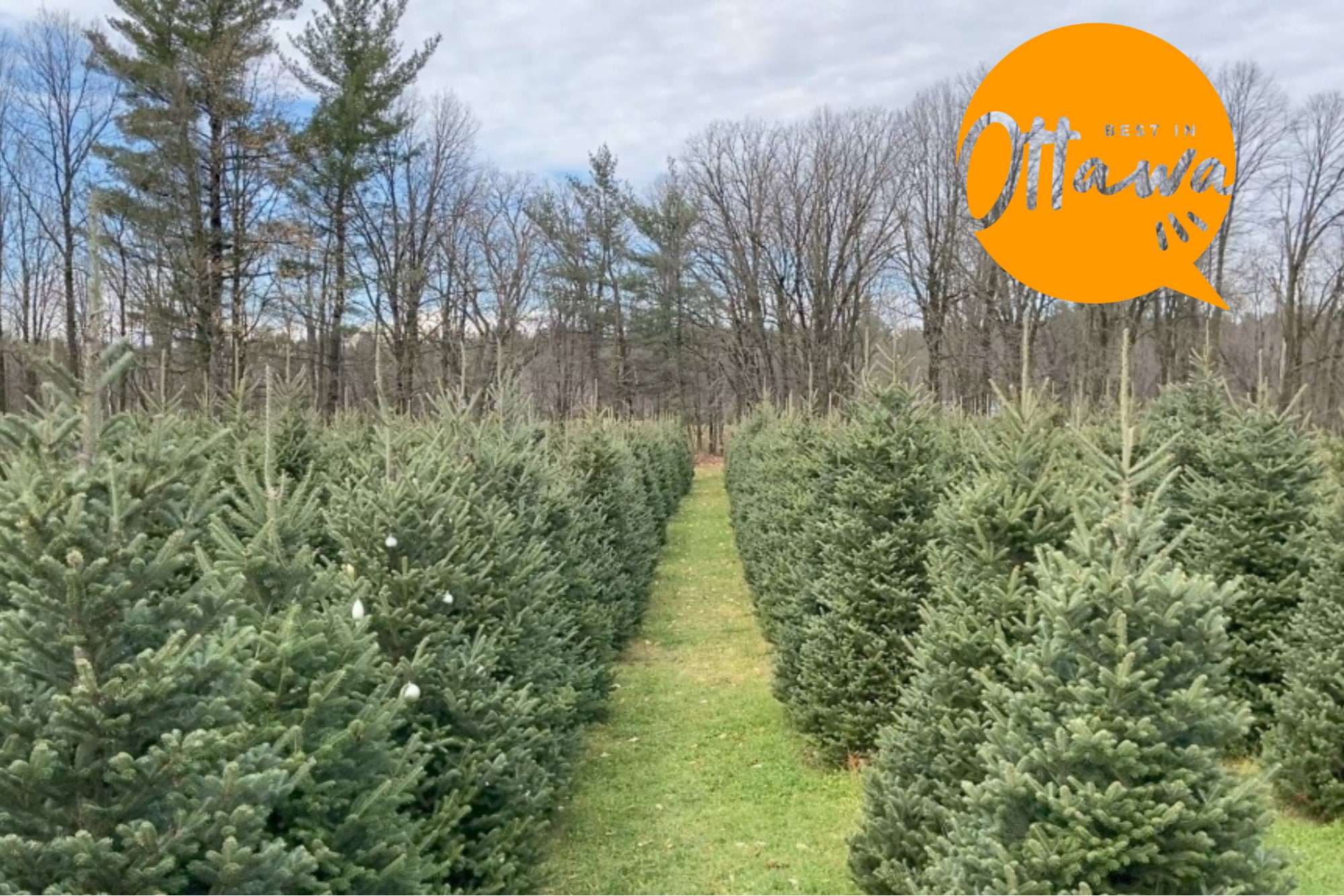 5 of the Most Amazing Christmas Tree Farms in Ottawa to Help You Decorate for the Holidays