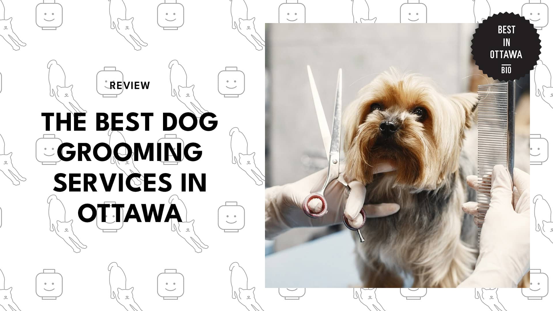 Best Dog Grooming