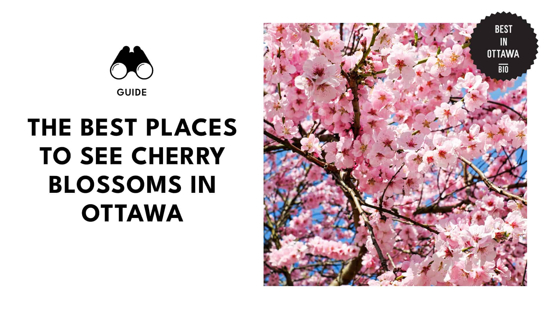 Ottawa’s Prime Spots For Cherry Blossom Viewing