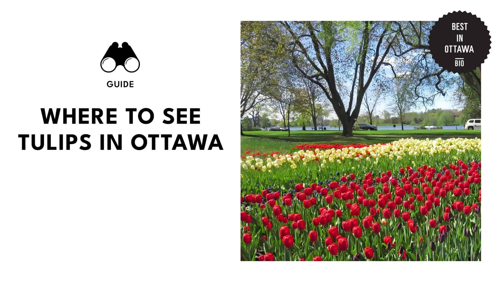 Where to See the Tulips in the City