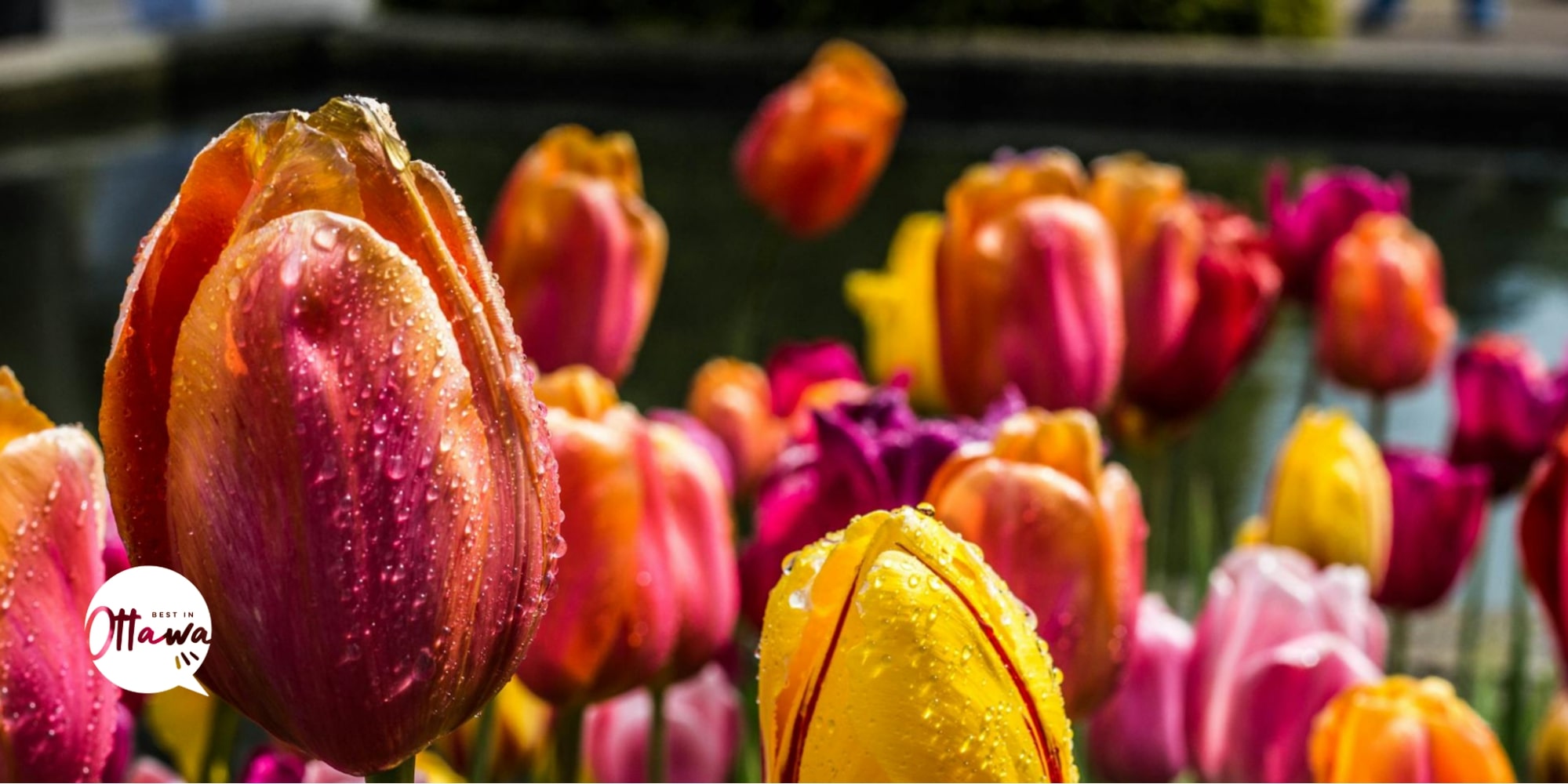 2024 Canadian Tulip Festival in Ottawa