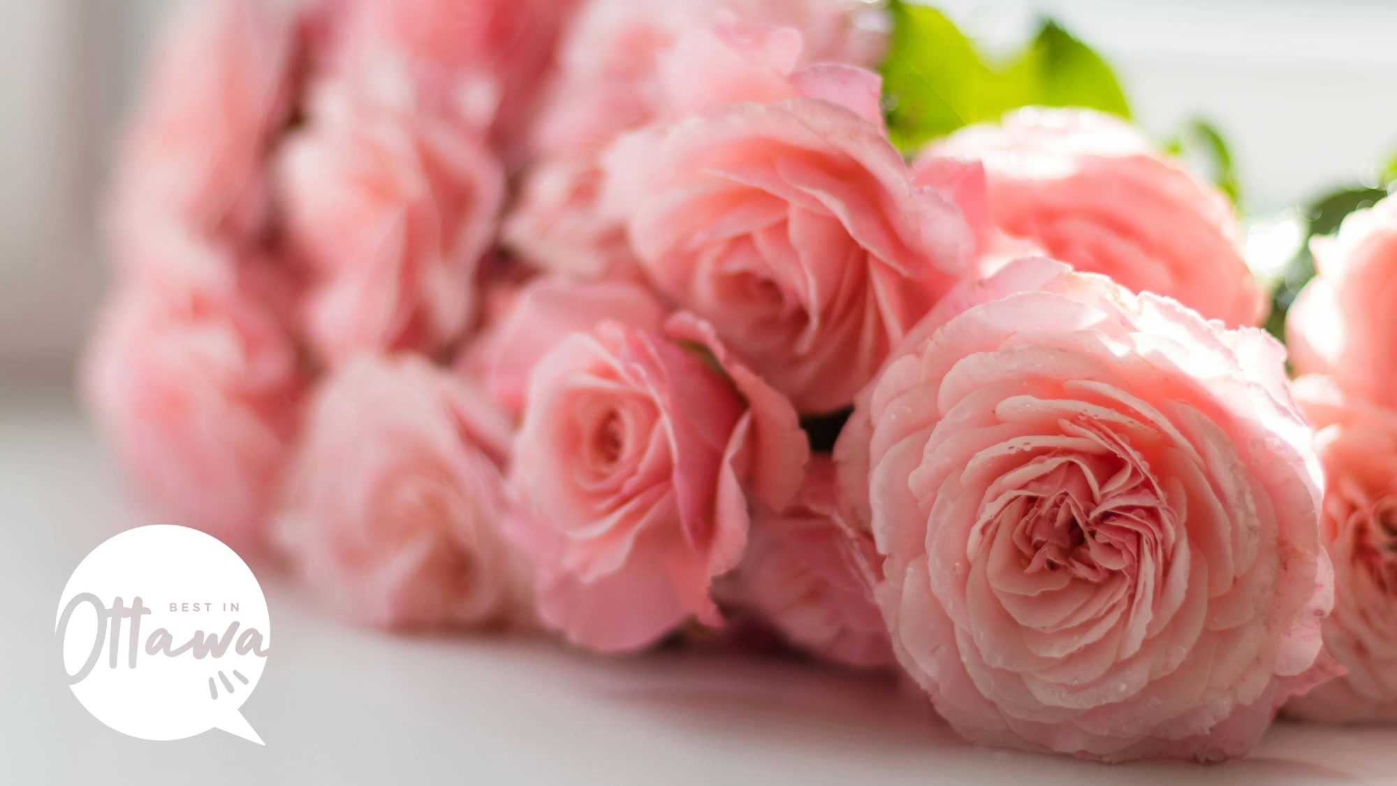 ottawa-flower-market-collective-featured-banner