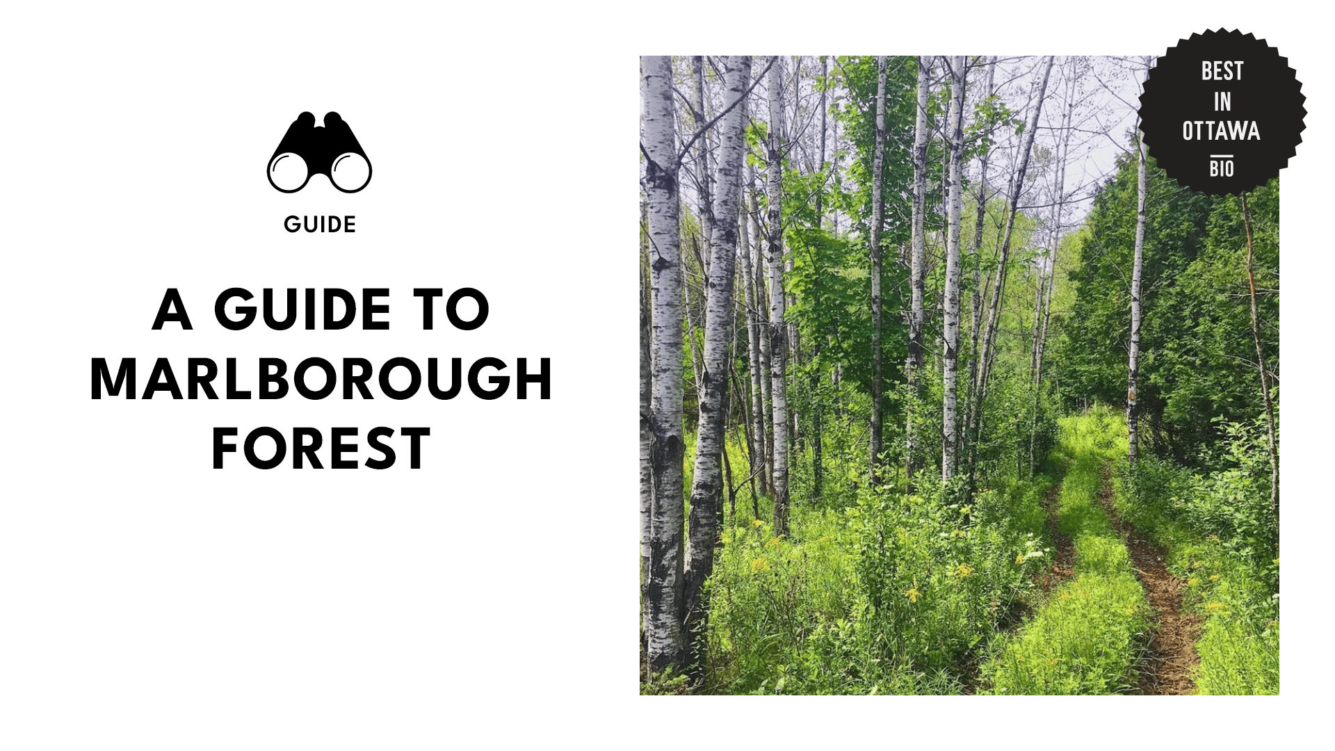 marlborough-forest-banner