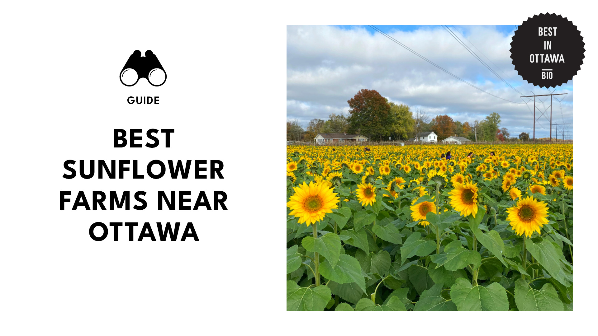 best-sunflower-farms-ottawa
